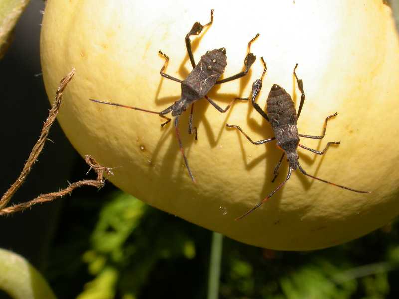 Squash bugs